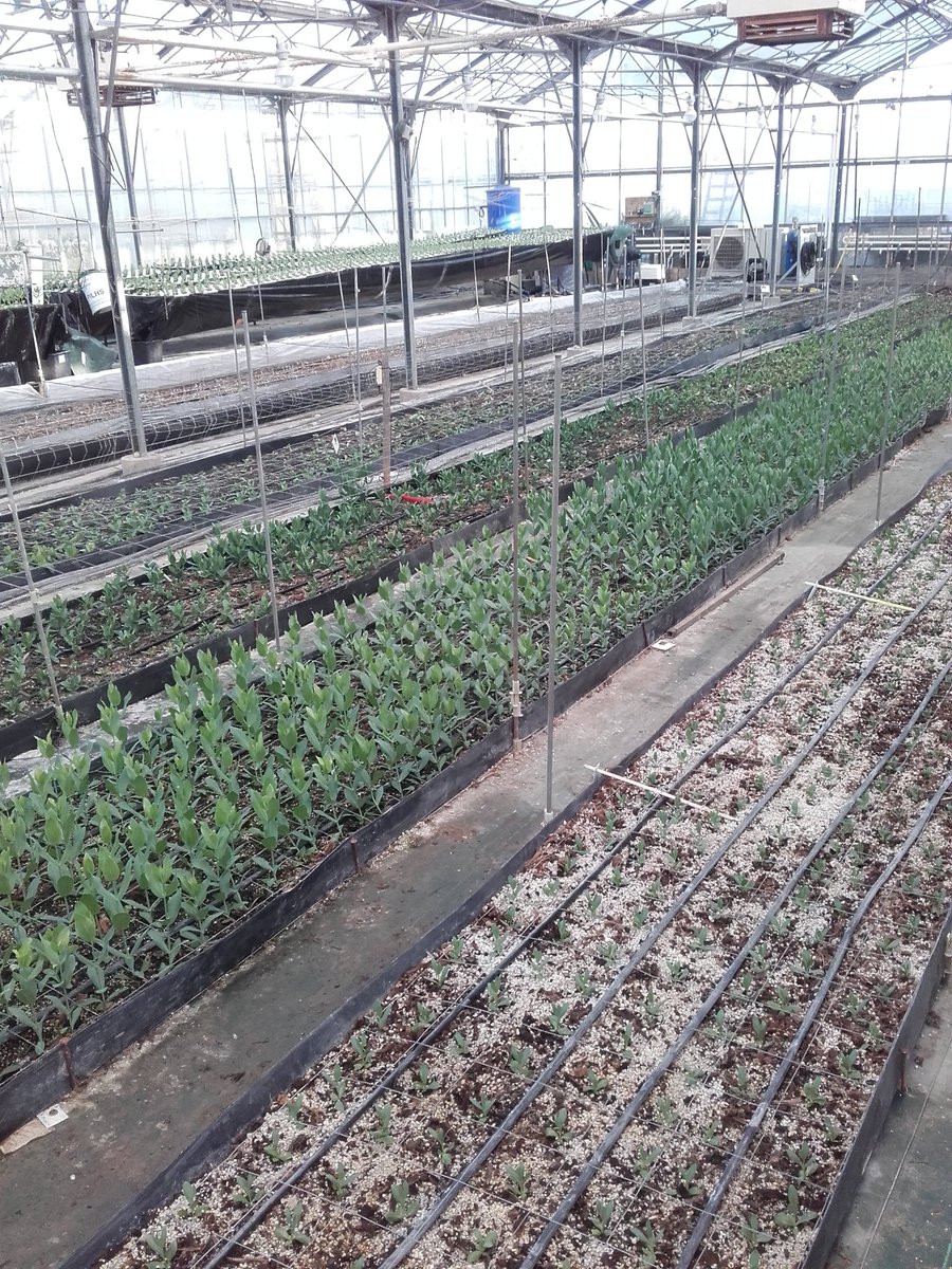 3 cultures par an sans pesticides et avec des intrants réduits au minimum, notamment l'énergie. .. #Scradh #ASTREDHOR poursuit son essai sur la mise au point de la production hors sol de lisiantus.  La troisième plantation a eu lieu... à suivre