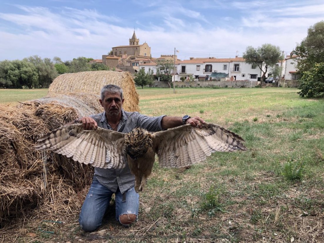 Jordisolerramio's tweet image. Un altre Duc electrucutat a Castell d’aro gentilesa de la companyia que tots Sabem😡 la que ens puja la llum cada dia més però no tenen la decència de posar un tros de plàstic aillant en els fils superiors de les torres.
A quan surtirà la multa? i de les cigonyes d’Osona?