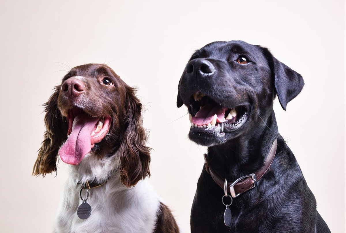 Happy #InternationalDogDay 🐕
Who has met these handsome boys before?!
I think we can all agree life is 100% better with dogs in it! 💯
#nationaldogday #gindog #distillerydog #officedog #staffador #springerspaniel