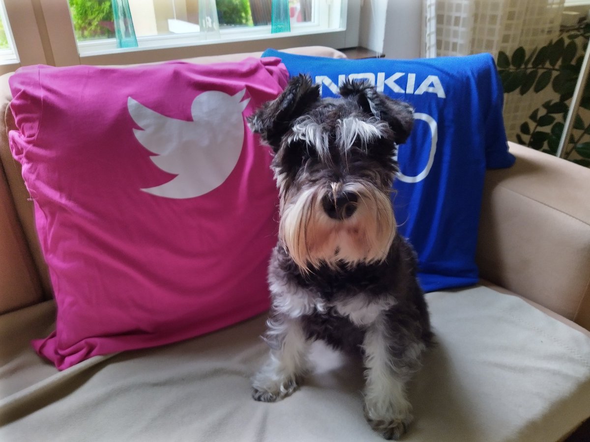 kalske's tweet photo. Woof 🐾 and happy International Dog Day from Emmi, a #TeamNokia member and part of #dogsoftelecom and #dogsofsocialmedia. 🎉🐶💙 #Emminseikkailut #InternationalDogDay #NationalDogDay #dogsoftwitter #schnauzer #minischnauzer #schnauzergang #kääpiösnautseri #Twitter https://t.co/5J86GQb0X8