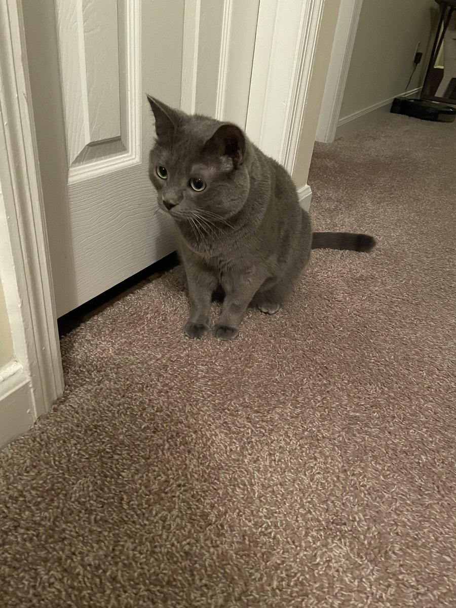 cats_Riley_Izzy's tweet photo. Riley: I have thrown three toy mice under this door. Human is currently shaking her head at me. 
#cats #CatsOfTwitter #CalicoCrew https://t.co/quJdr3MZSq