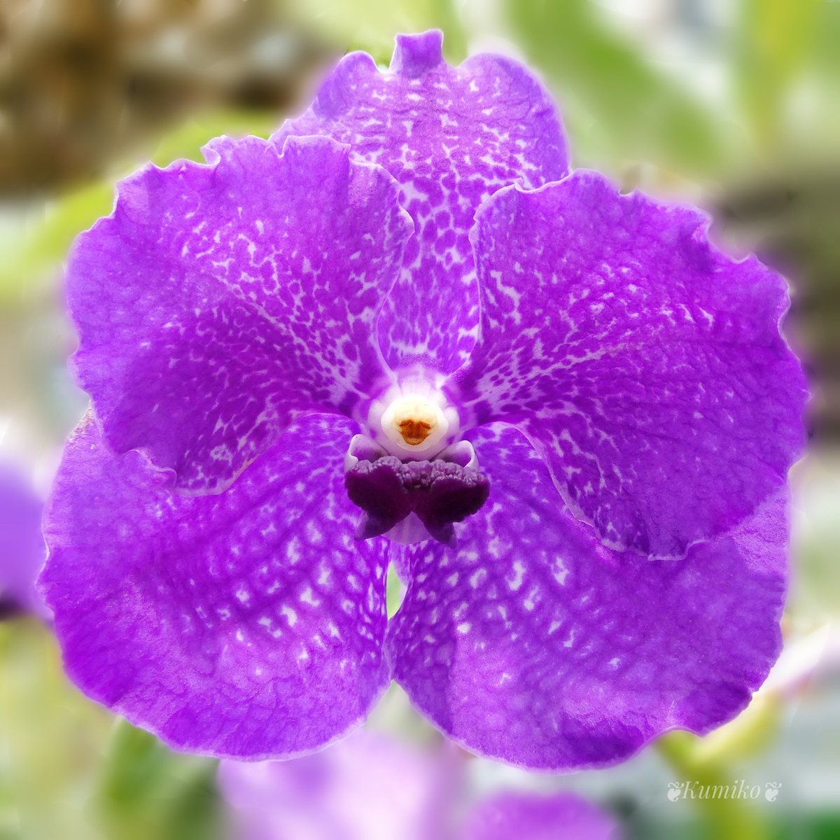 Vanda Twitter Search