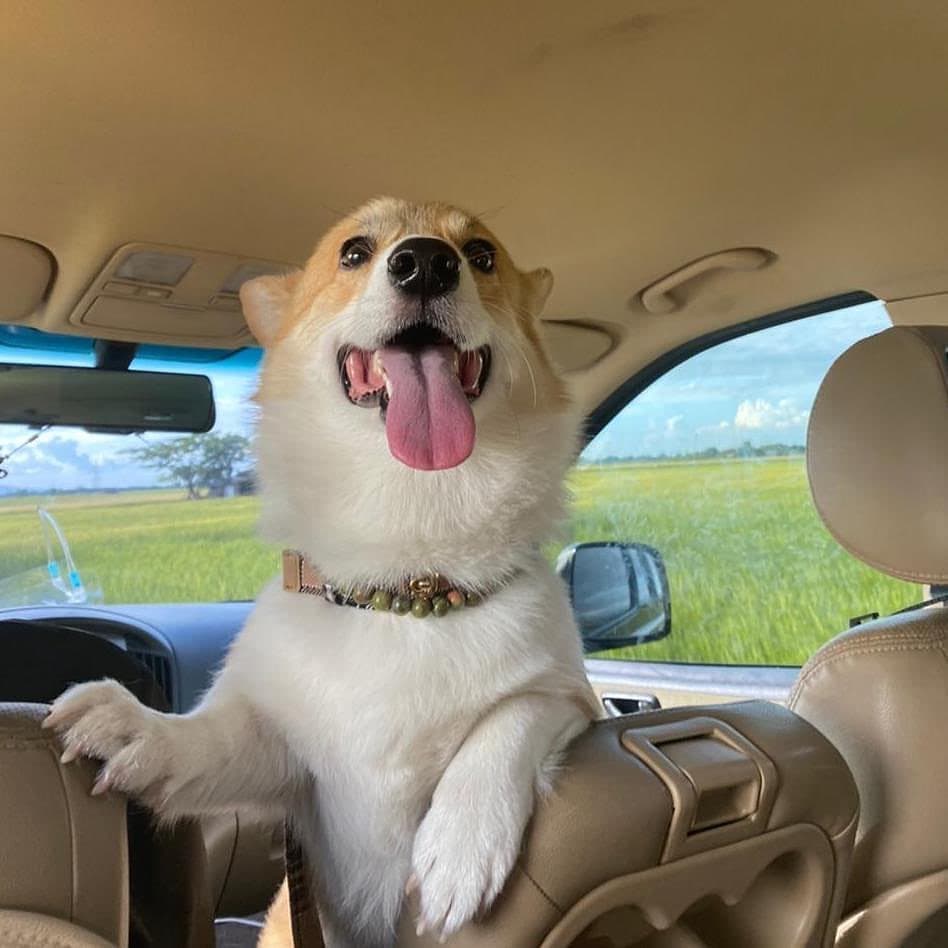 glowinglustrous's tweet photo. happy international dog day, clarky boy, cosmo &amp; calcifer dante pendragon!! ♡♡♡ we wof u three! 😚 https://t.co/8NaXK8qq4v