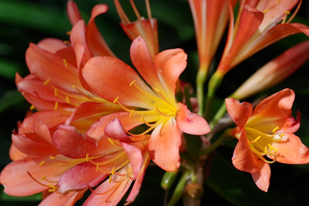 Bundogs's tweet image. Had to meet a contractor at work so took the opportunity for a few pics whilst I waited (they were only 30 minutes late 🤪) #warrnamboolbotanicgardens #lockdownleave #pentaxk70