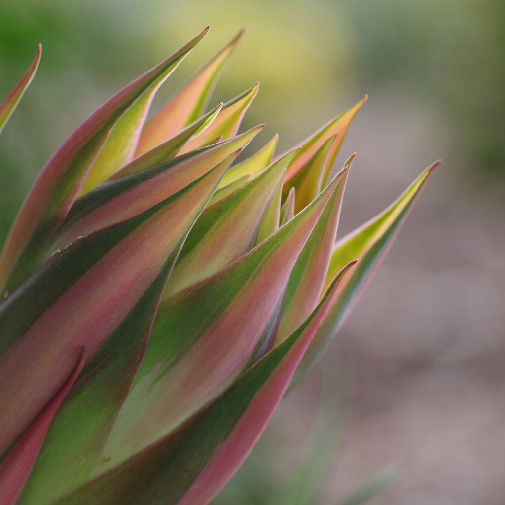 Bundogs's tweet image. Had to meet a contractor at work so took the opportunity for a few pics whilst I waited (they were only 30 minutes late 🤪) #warrnamboolbotanicgardens #lockdownleave #pentaxk70