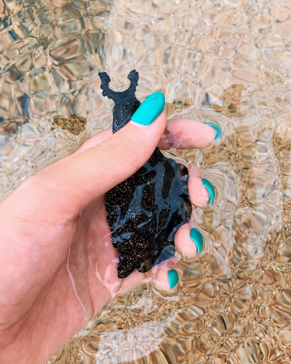 Halube V Twitter この前初めてアメフラシ捕まえた 背中のヒラヒラがフリルみたいで可愛かった 生態を調べたら性別 のない感じとか見た目からしてもカタツムリやナメクジにけっこう似てるところがありますね