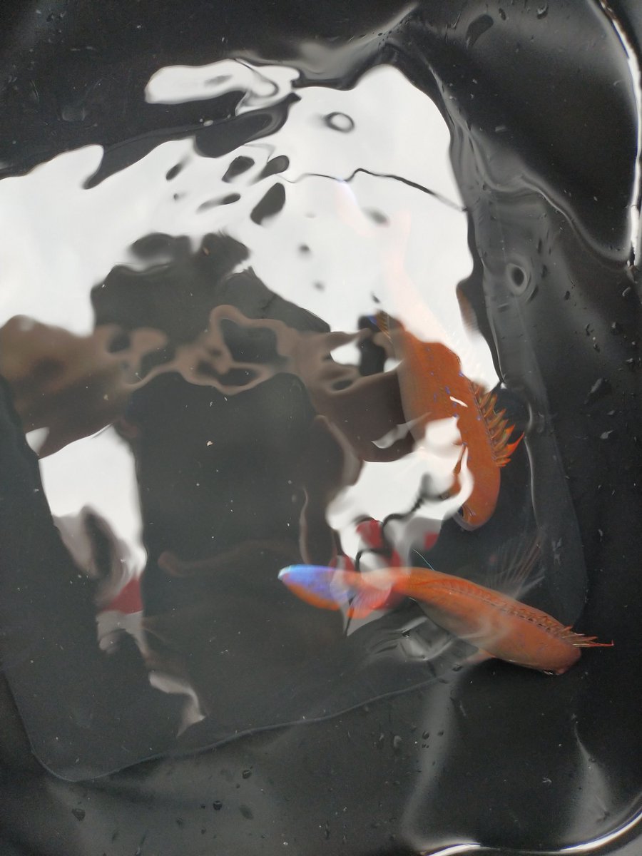午前 教えて 魚 海の魚 このヒレが青くて体赤い魚ってなんて言うやつですか 誰か教えてください 午前 教えて 魚 海の魚 このヒレが青くて体赤い魚ってなんて言うやつですか 誰か教えてください