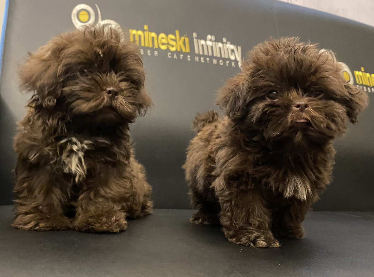 TeamLiyab's tweet photo. Happy #InternationalDogDay from LYB Alpha and LYB Bruno! 🐶💙 https://t.co/eWWjmT6Cpo