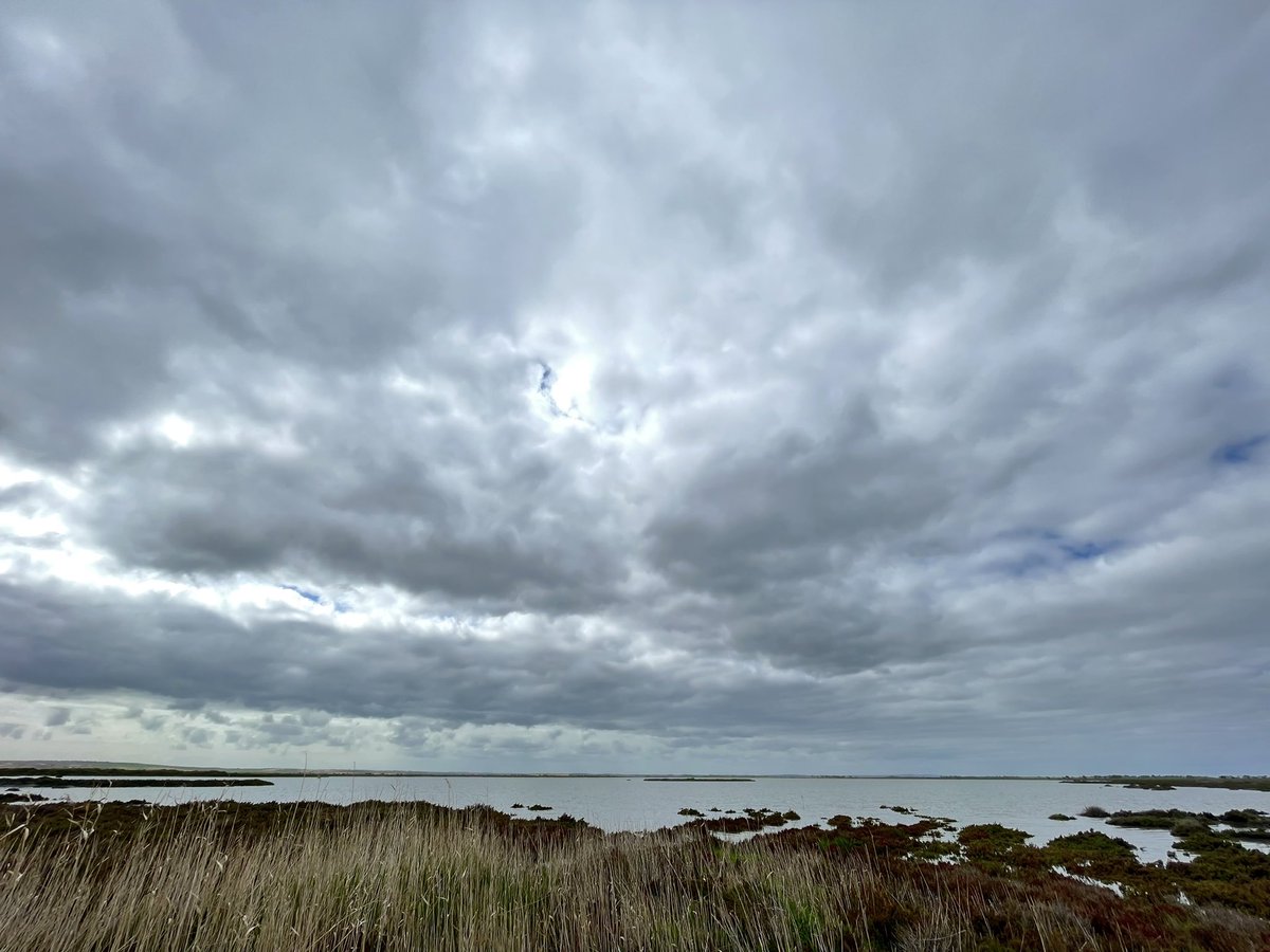 Rowan Mott tweet media