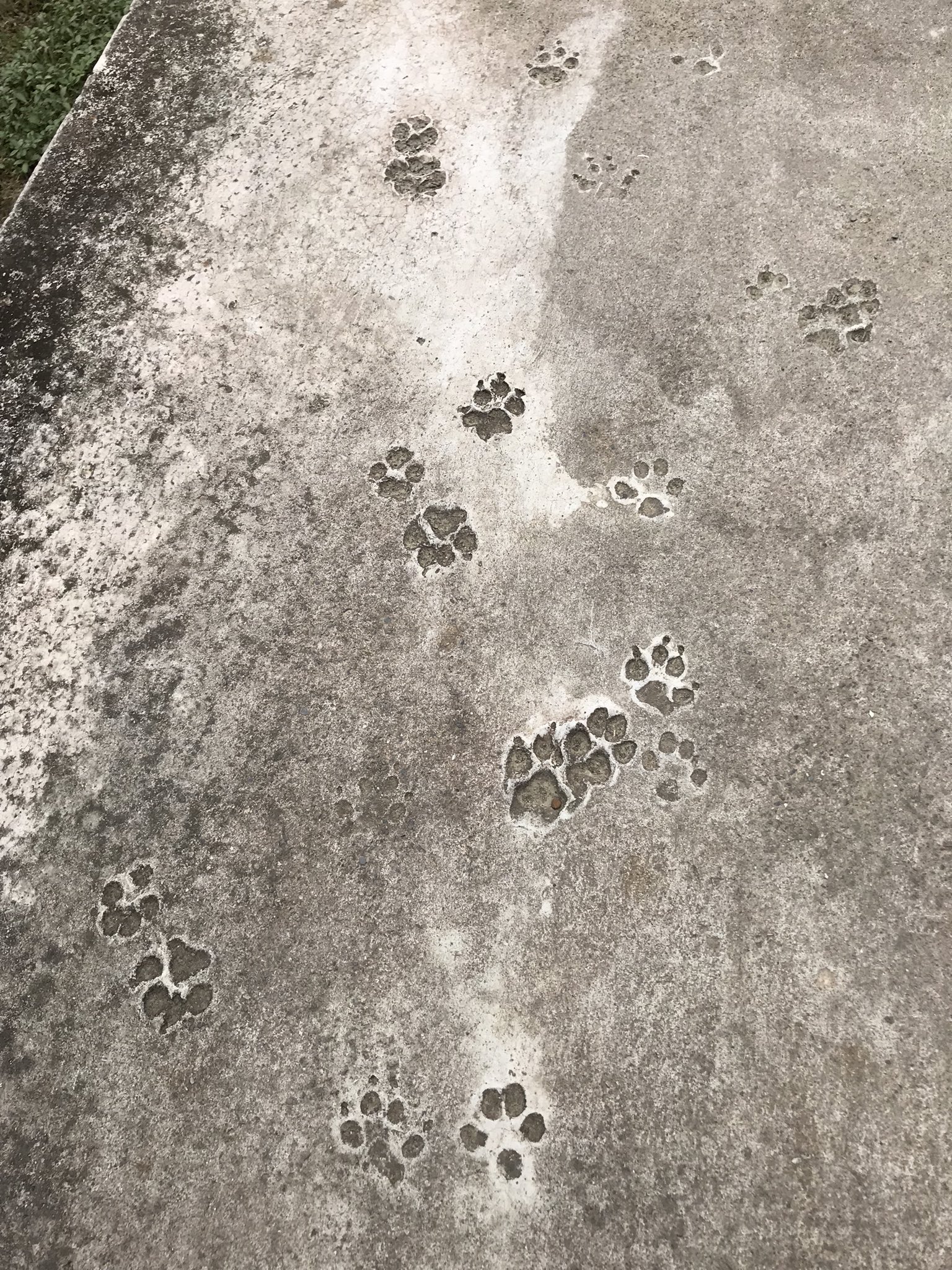 台湾のコンクリートに刻まれた犬猫達の足取り Twitter Search Twitter