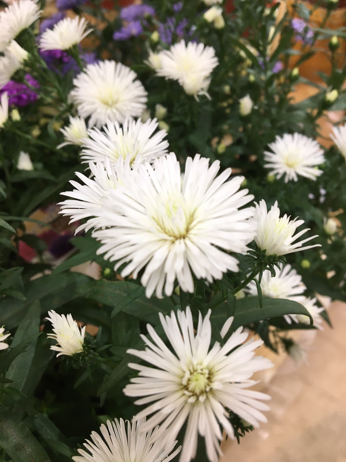 تويتر 花まつ 9 23は秋彼岸お中日 على تويتر 氷見大阪屋店です 宿根アスター ビクトリア 花もちが良く 次々と可愛いお花を咲かせます 秋らしいピンクや紫が人気ですが スタッフ一推しは白です 花まつ氷見大阪屋店https T Co 8odiud992a T Co
