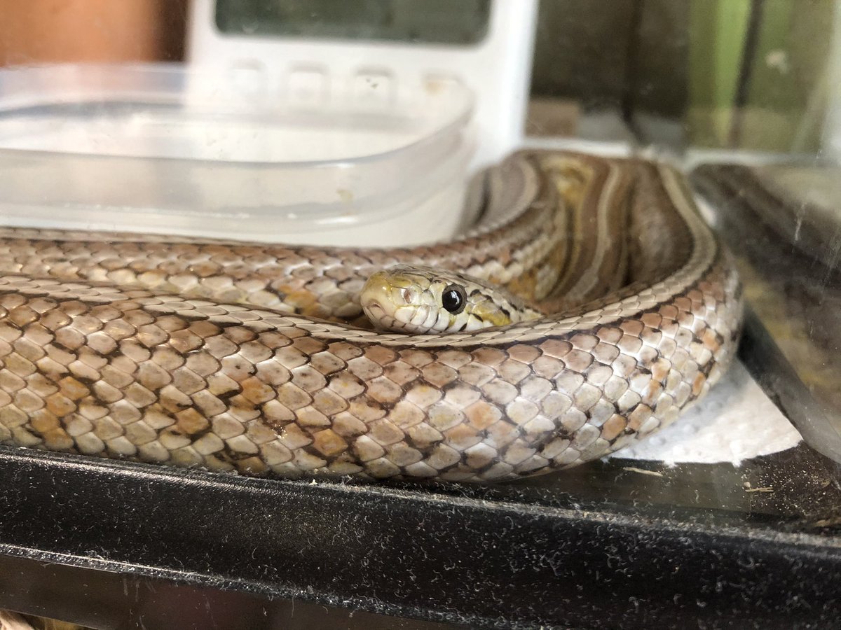 コーンスネークのごまさん Goma The Snake Twitter Profile Twstalker Com