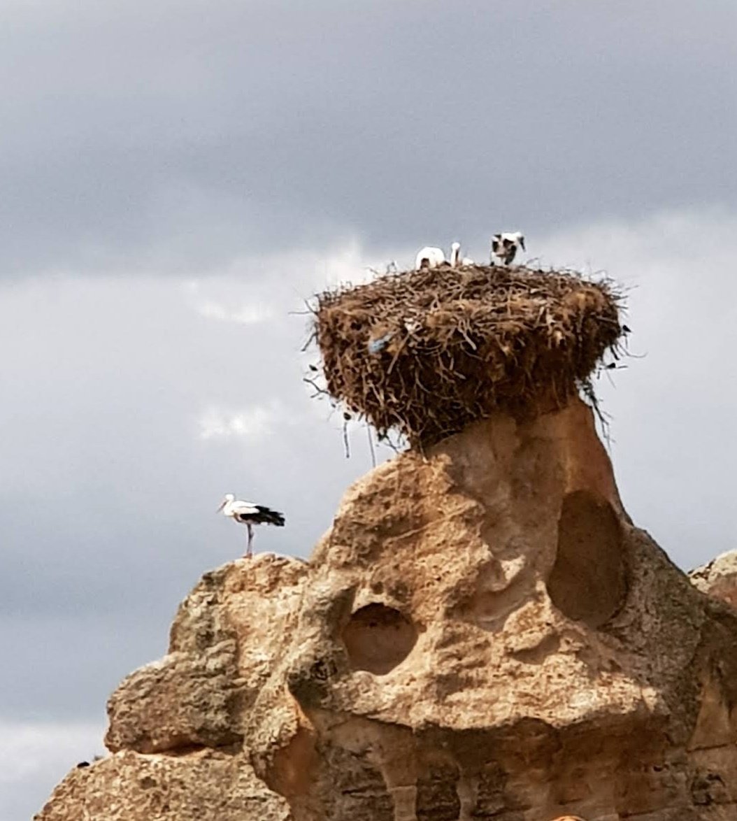 Olcay GiRGiÇ tweet media