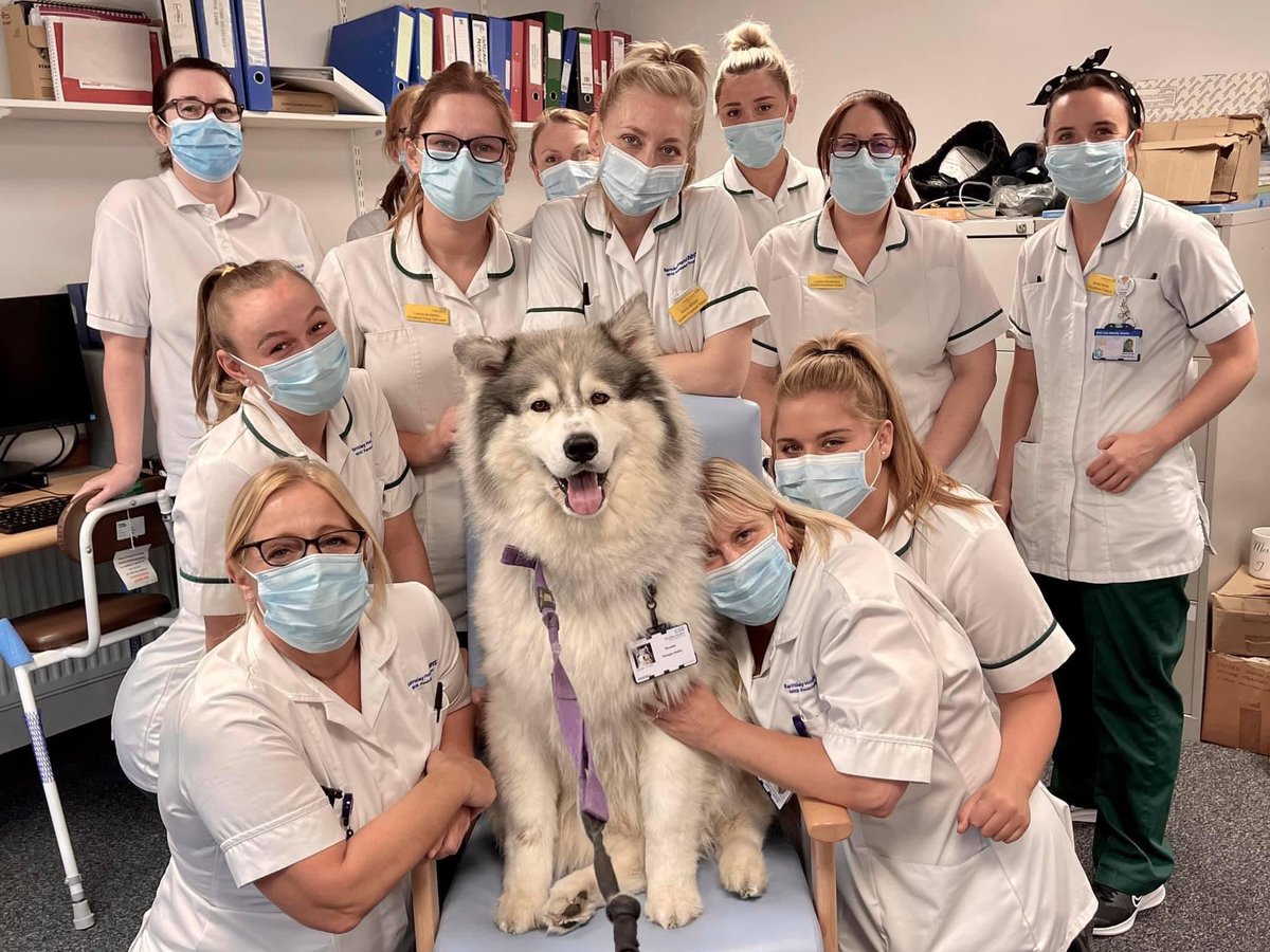 As a team we’ve had changes over the last 18 months not all Covid related. We’ve had changes within our teams as well as a move of our department space. To see everyone so relaxed and happy with our visit from Thunder was heartwarming. @BhnftOrtho @barnshospital @TherapyHuskies