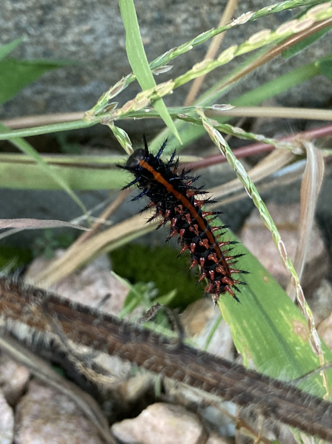 石川県ふれあい昆虫館 最近お庭や道端でこの幼虫を見かける方も多いのではないでしょうか こちらはツマグロヒョウモンというチョウの幼虫です 形 色ともに凶悪な感じがしますが 刺さないし毒もないので安心してください 蛹もトゲトゲで 金色の点が