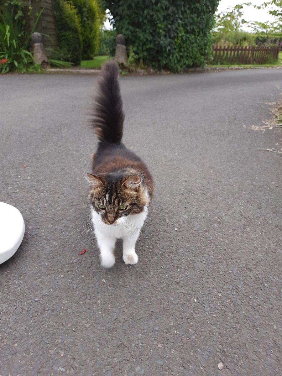 ShropsCatRescue's tweet photo. #ThursdayTails ~ It's been a little cooler in recent days so Maya has been waiting to greet volunteers as they arrive for duty and Titch, Kupula and Ralph have been wandering around the Village. 😻🐾 #shelterlife #villagelife #CatsOfTwitter https://t.co/2TIvEyAepZ