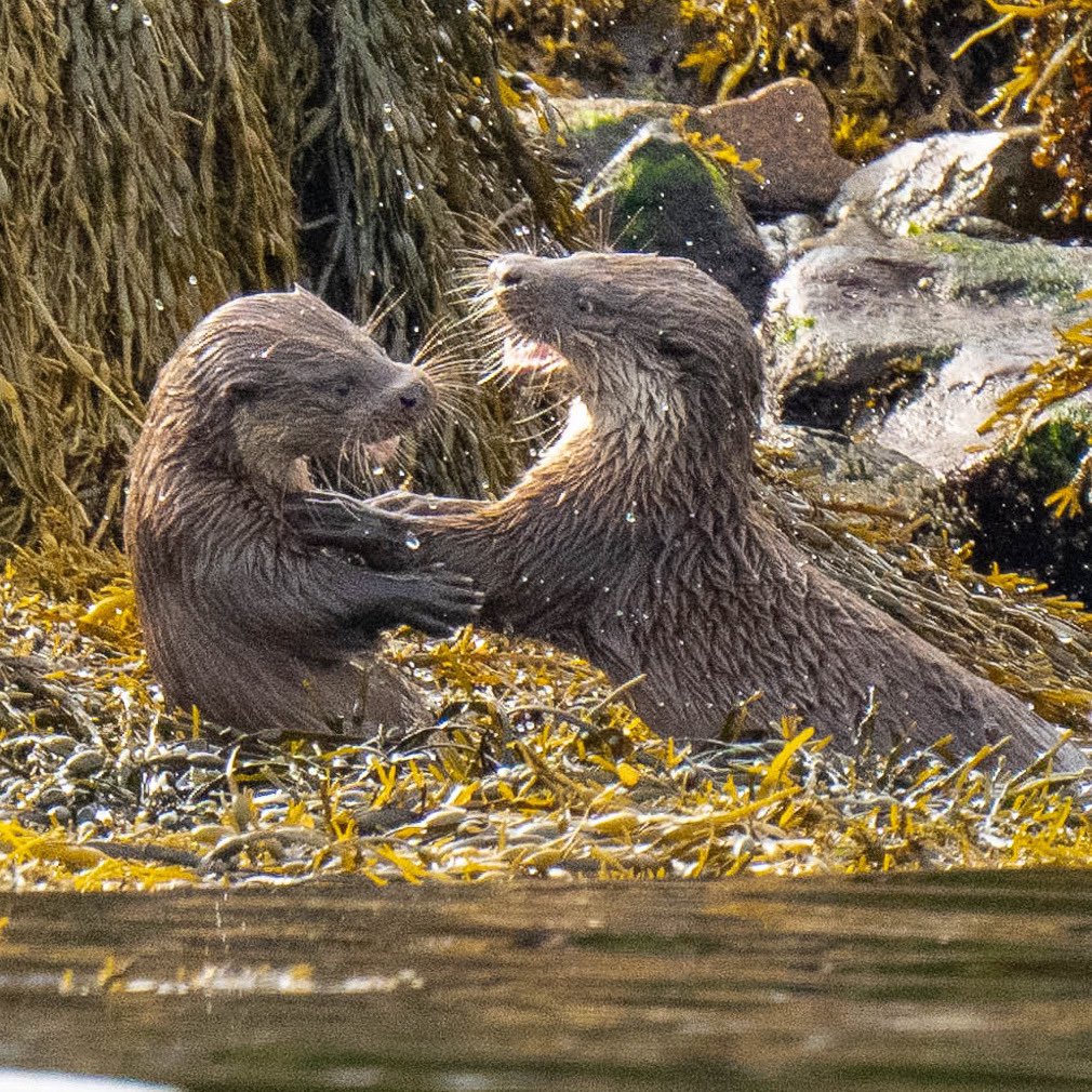 These two otter pups didn’t seem to mind me being there as they played and fished for the best part of 40 minutes. 😍 #wildlifephotography #wildlife #otter @RSPBscotland #twitternaturecommunity #nature #visitscotland #outerhebrides #SonyAlpha #Animals