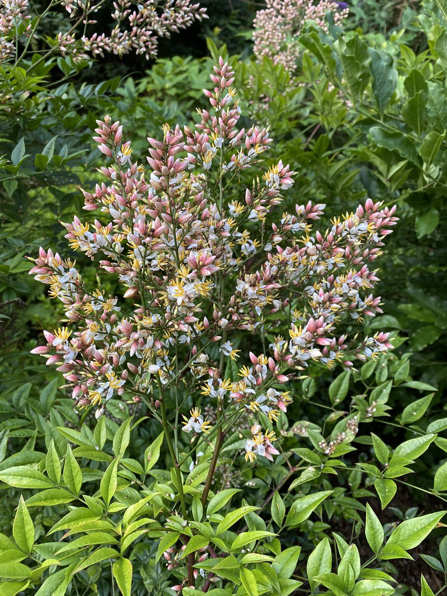 Trewithengarden's tweet photo. Morning with me on #mycommute is Nandina domestica common name “Sacred bamboo” which is wrong this is in no way related to bamboo! And “they” say Latin names are confusing? 
#summergardendays #summer #commonname #vs #latin #name @The_RHS @PlantNetwork @CandideUK @CornwallHorts https://t.co/PrTyslM20g