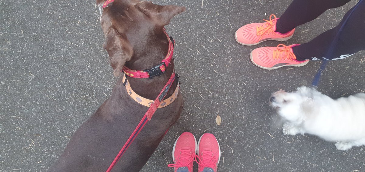 Ann-Marie holliday (@an_holliday) on Twitter photo day 25 ... 12 legs for an evening stroll with work colleague. Great way to wind down and digest the day! #AHPsActive #WeActiveChallenge <a href="/RapidBassetlaw/">Community Rapid Response and Rehab Team</a> day 25 ... 12 legs for an evening stroll with work colleague. Great way to wind down and digest the day! #AHPsActive #WeActiveChallenge <a href="/RapidBassetlaw/">Community Rapid Response and Rehab Team</a>