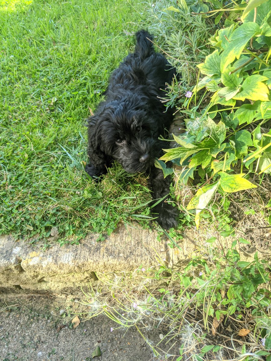 Happy #NationalDogDay to this complete goober.