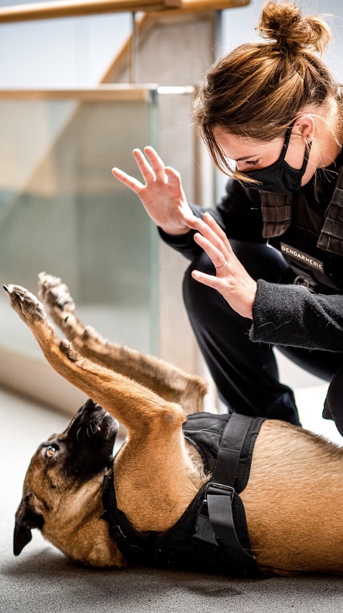 Gendarmerie's tweet photo. [#JEUDIPHOTO] 🐶Journée mondiale des toutous 🐶

Pour cette occasion découvrez quelques uns de nos camarades à quatre pattes. Ne sont-ils pas trop mignons ? 🥰
#Photodujour #Chien #JourneeMondialeDuChien https://t.co/7IJ3WwPRsy