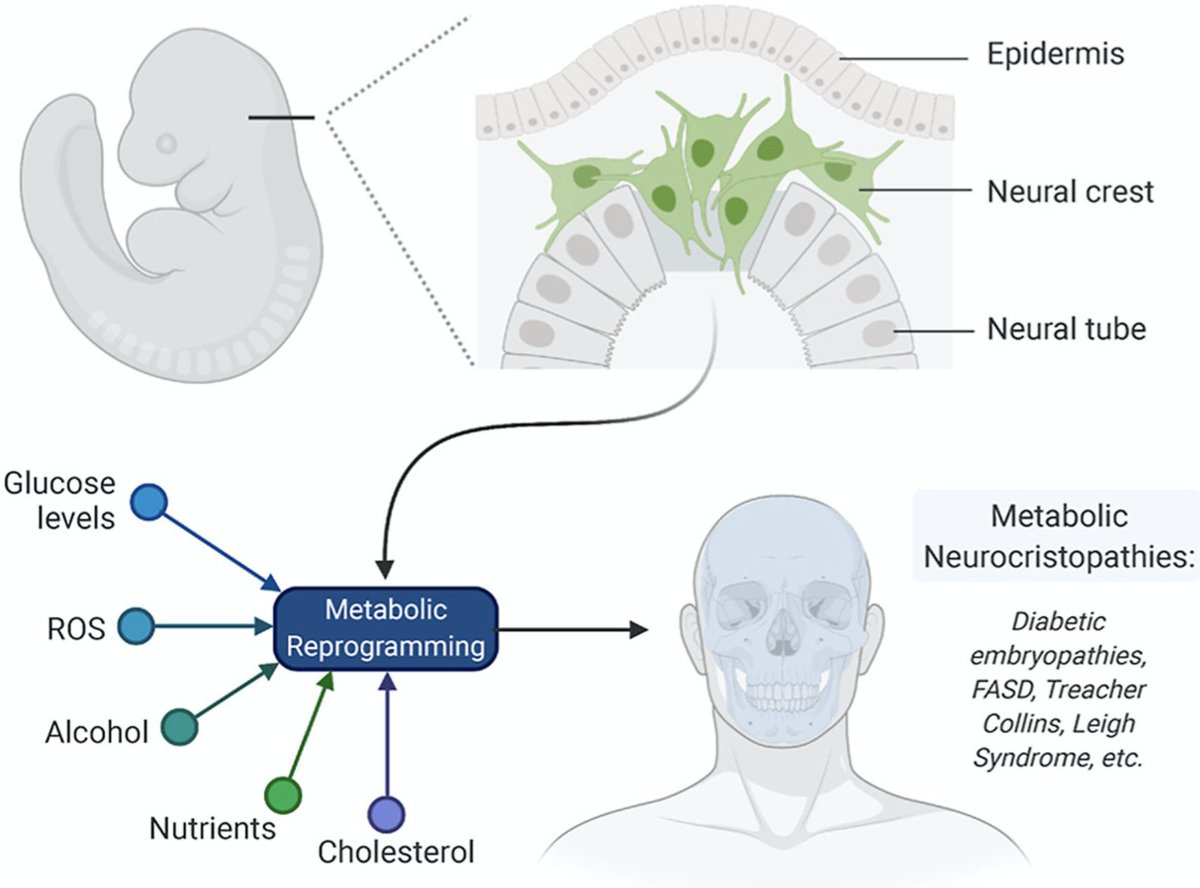 #DBfeatures #NCCs #metabolism 🐭

"Neural crest metabolism: At the crossroads of development and disease" by Debadrita Bhattacharya, Marcos Simoes-Costa et al, in our July 2021 issue!

Precise regulation of carbon metabolism is critical!

Check it out
sciencedirect.com/science/articl…