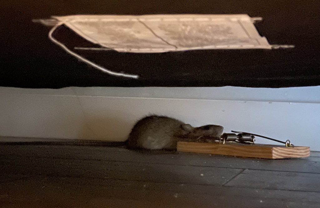 smonjazeb31's tweet photo. @Naresh_kgupta @Airbnb @AirbnbHelp Don’t expect them to help. We had a rat in our unit and they did nothing. https://t.co/iqlXn4m7Dz