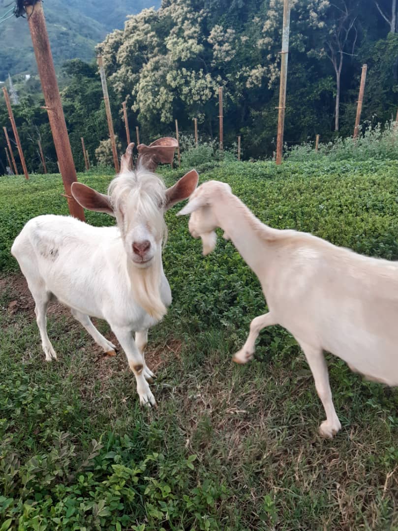 LeoJB65's tweet photo. Cabras consentidas...🙋🏾‍♂️🇻🇪 https://t.co/0nHkJOIK6c