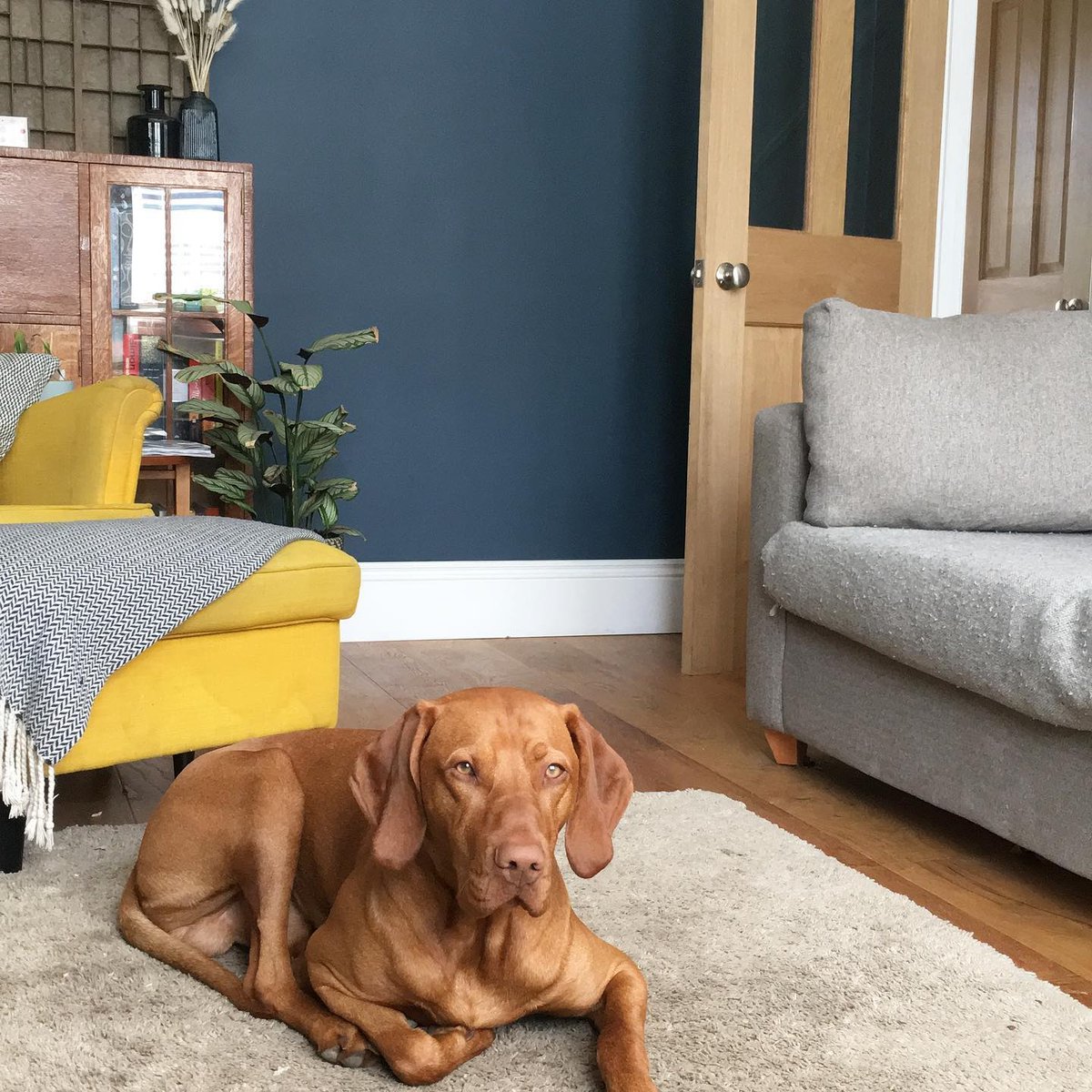 INTERNATIONAL DOG DAY 🐶🥺⁠
⁠
We thought we should some of the photos that our skirting &amp; architrave have been tagged in but the dogs have stolen the limelight 😅📷⁠