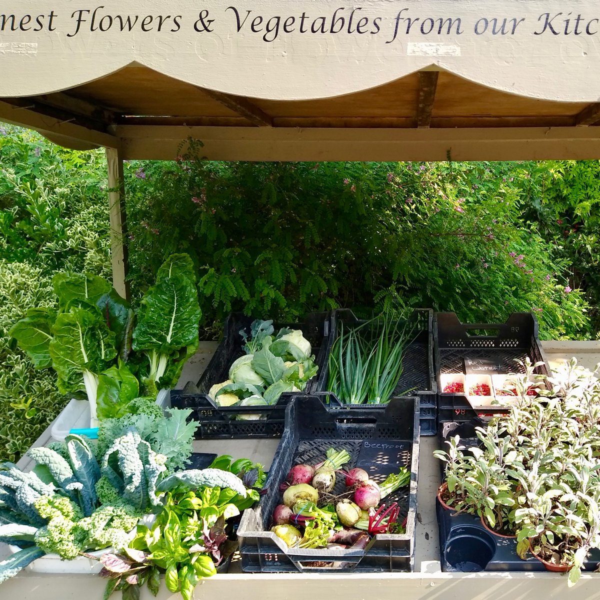 What’s growing on in the Kitchen Garden? 🌱 It’s harvest time at #HamptonCourtPalace! 300 years ago the garden supplied produce for the court. Today it supplies produce for our veg stall 🥦🥕🥬 Gardener Ichiho Garbutt explores in our latest blog 👉 bit.ly/kitchengarden-…