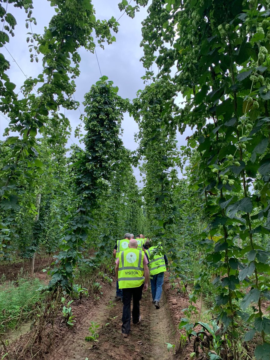 TwistedWheelBC's tweet photo. Davey and Mo visited @brookhousehops yesterday for the first day of harvest and hop walk.
Our newest release, Too Many Friends was fresh on tap to sample, which was brewed using Motueka supplies from Brook House.
#craftbeer #hopwalk #hoppy #lotsofhops #beers #wheatbeer https://t.co/UcW6w7RUKo