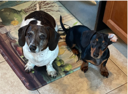 CrosbyISD's tweet photo. It's National Dog Day! Here are a few snapshots of our favorite pets belonging to @CrosbyISD staff members. We want to see your dog photos. Share them in the comments. #cougapride #thisisnow #DogDay #HappyNationalDogDay https://t.co/RUhTRPJ1s4