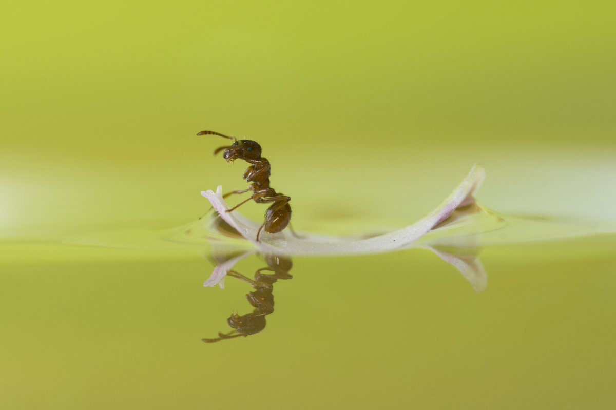 Celebrate NFT Photography (@photographynfts) on Twitter photo “Sailing On Open Seas” by <a href="/MattDoogue/">Matt Doogue</a> for 0.5 ETH.
To be an ant, in such a huge world, even the smallest puddles can be an ocean.
Anyone else sometimes feel like this ant? 🐜
foundation.app/@MattsMacro/sa… “Sailing On Open Seas” by <a href="/MattDoogue/">Matt Doogue</a> for 0.5 ETH.
To be an ant, in such a huge world, even the smallest puddles can be an ocean.
Anyone else sometimes feel like this ant? 🐜
foundation.app/@MattsMacro/sa…