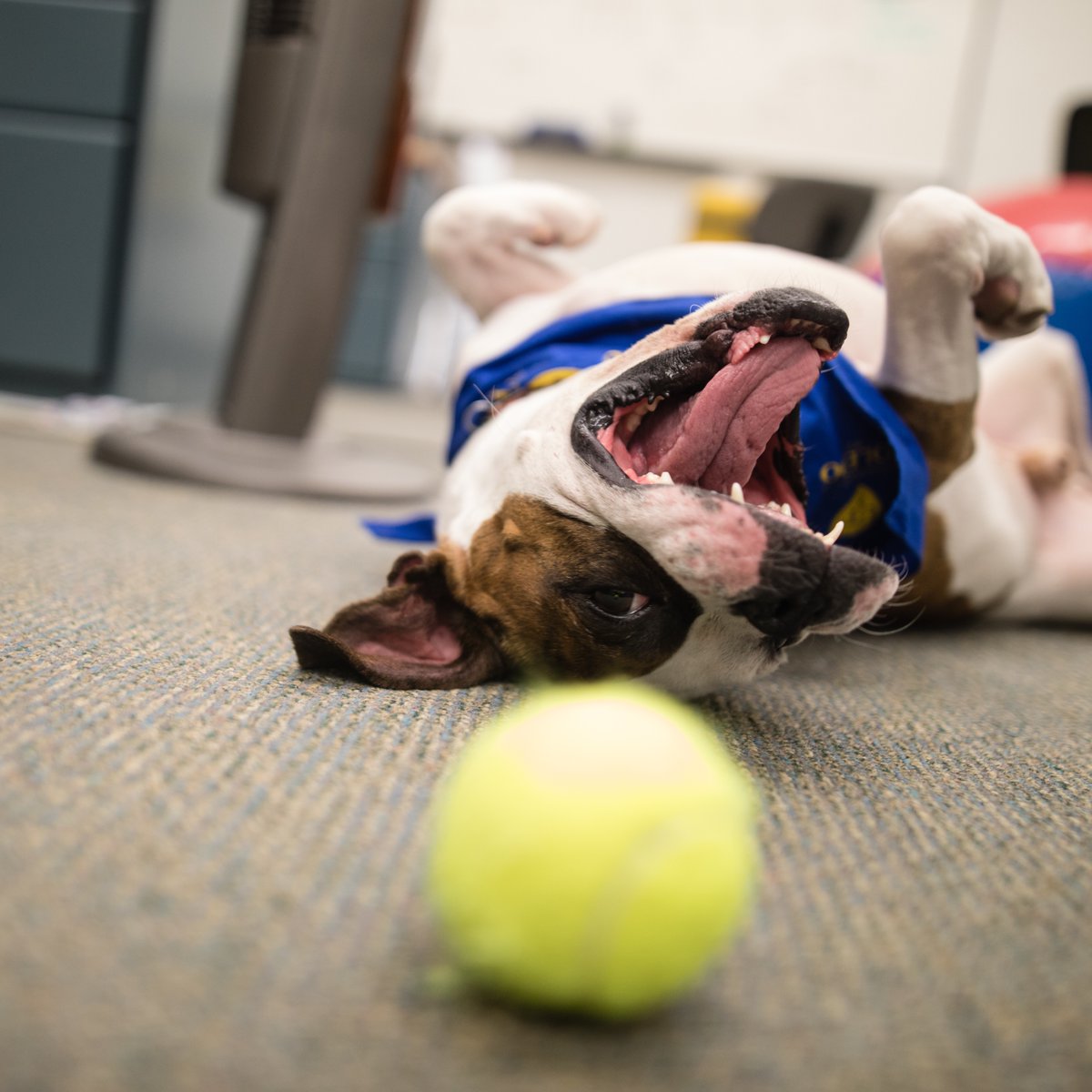 UToledo's tweet photo. Every day is National Dog Day when there is a dog on campus.

Feel free to reply with your pics – we love to see them! https://t.co/fHjeDxuCS9