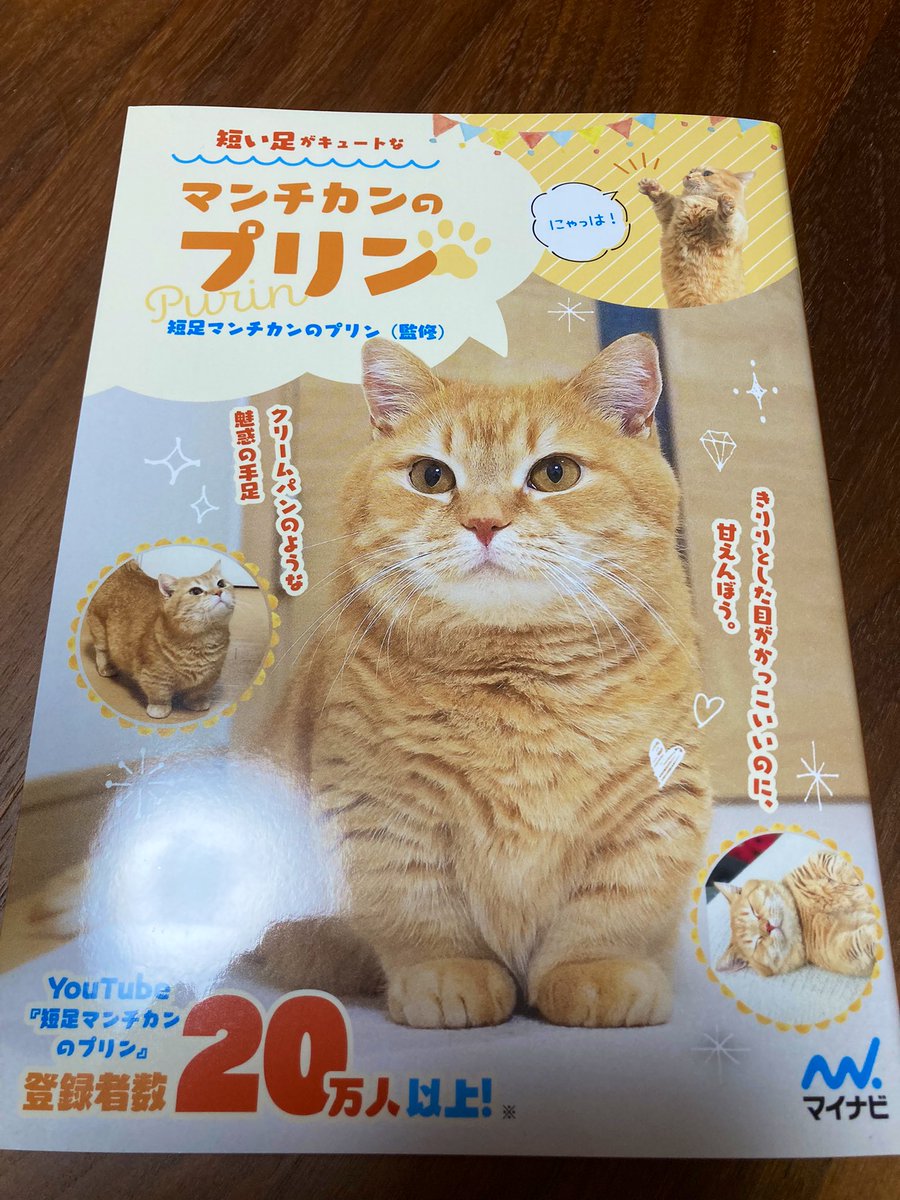 短足マンチカンのプリンฅ W ฅ Purin Nyann Twitter 短足マンチカンのプリンฅ W ฅ Purin Nyann Twitter