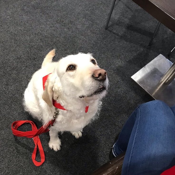royal welsh su (@royalwelshsu) on Twitter photo Celebrating International Dog Day by reposting the gorgeous Izzie from <a href="/CariadPet/">Cŵn Cymorth Cariad / Cariad Pet Therapy</a>, hopefully we can see some furry faces back in our building soon 🐶❤️ Celebrating International Dog Day by reposting the gorgeous Izzie from <a href="/CariadPet/">Cŵn Cymorth Cariad / Cariad Pet Therapy</a>, hopefully we can see some furry faces back in our building soon 🐶❤️