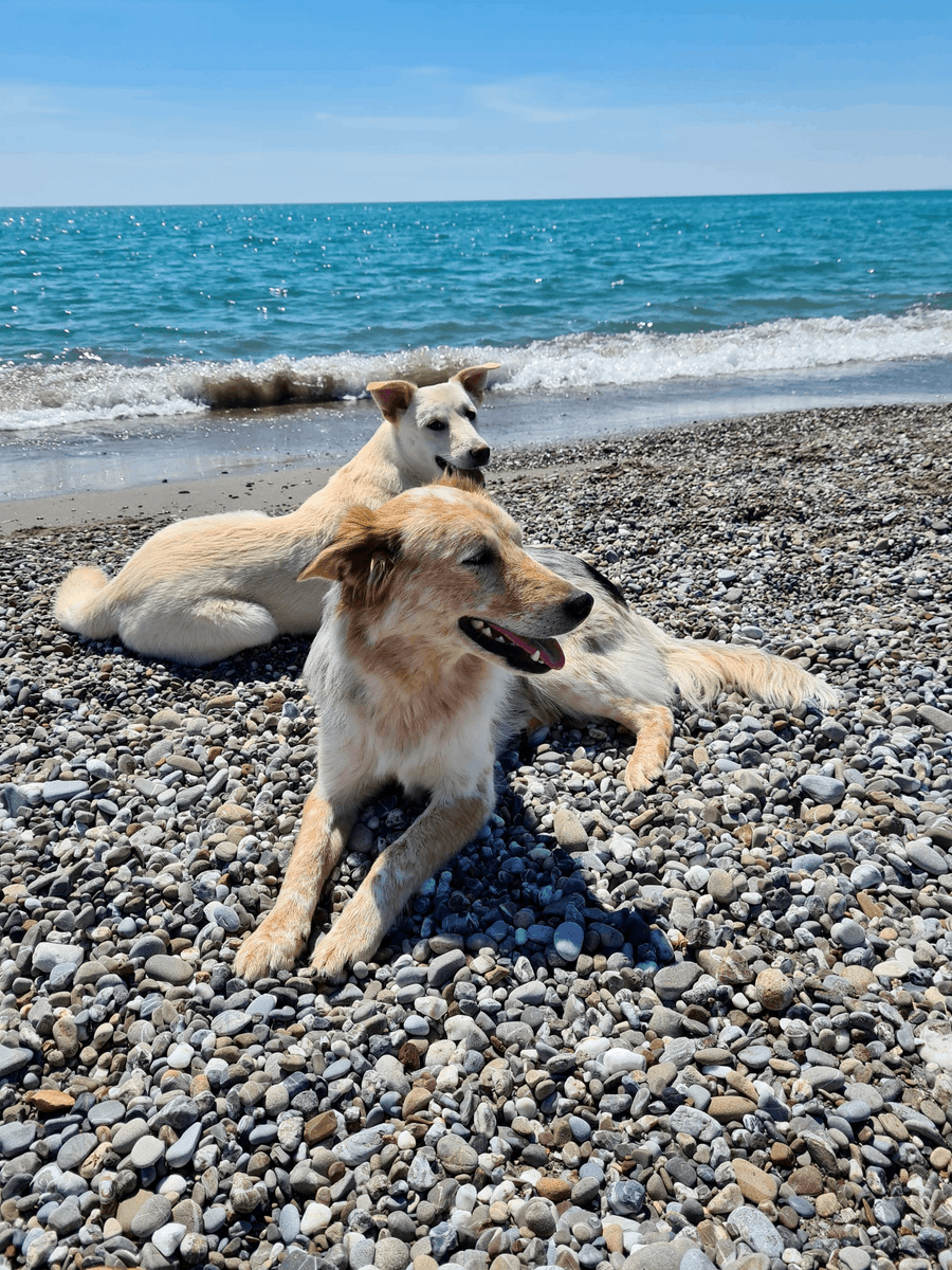 ClickooUK's tweet photo. Happy #InternationalDogDay to some very important members of the Clickoo team 🐶

Meet Stella, Chuck, Billy, Coffee and Nova! Together they are responsible for overseeing the wellbeing of their humans and are experts in the field of treats and naps 💕 https://t.co/rL9V1Qns5T