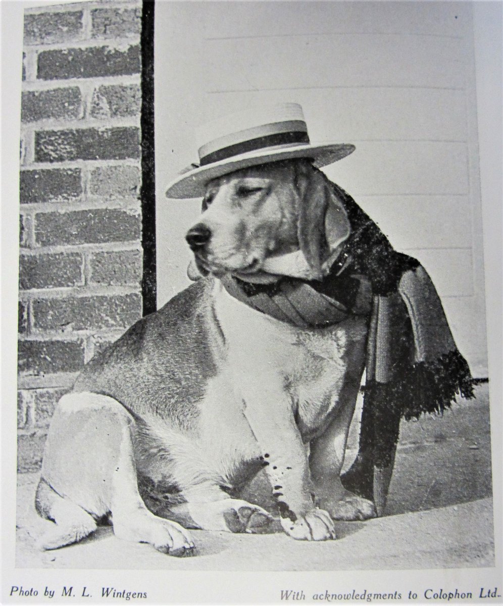 Happy #InternationalDogDay! This cute pooch from the 1961 Oakhamian Magazine is ready for the start of a new term. #NewTerm #ArchiveDogShow