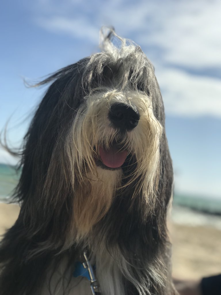 ProwayVA's tweet photo. Happy #InternationalDogDay from our office mate, Oakley, the #beardedcollie #beardie #cute #dog #DogDay #dog #Oakley https://t.co/YBsQZ8KrYt