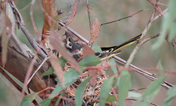 consbiog's tweet photo. The importance of threatened species monitoring: Megafire impact estimates heavily depend on monitoring data quality for regent honeyeaters. By @CratesRoss @teamswiftparrot @BenCScheele et al. #DBRG
https://t.co/P8isstf8Oe https://t.co/KuxWyBCAI3