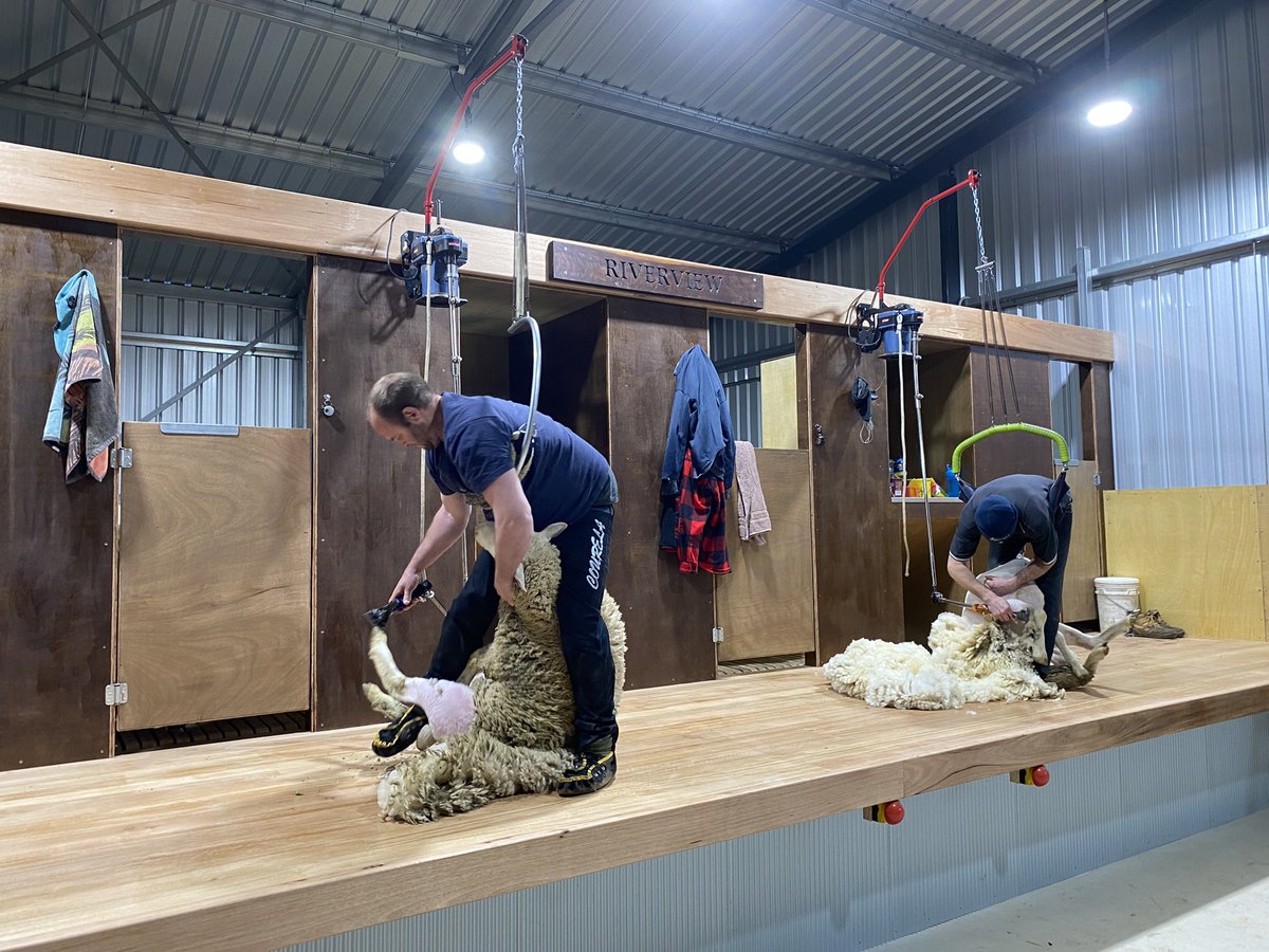 Shearing of the October Sale Rams is in full swing today. All the boys look pretty happy in our new state-of-the-art shearing shed.