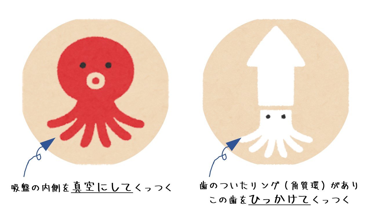 Twitter 上的 セメダイン Oo タコとイカでは 吸盤がくっつく仕組み が違ったりします イカの吸盤はよーく見るとトゲトゲがついていて このトゲをひっかけてくっつきます T Co Rre86p5p9c Twitter