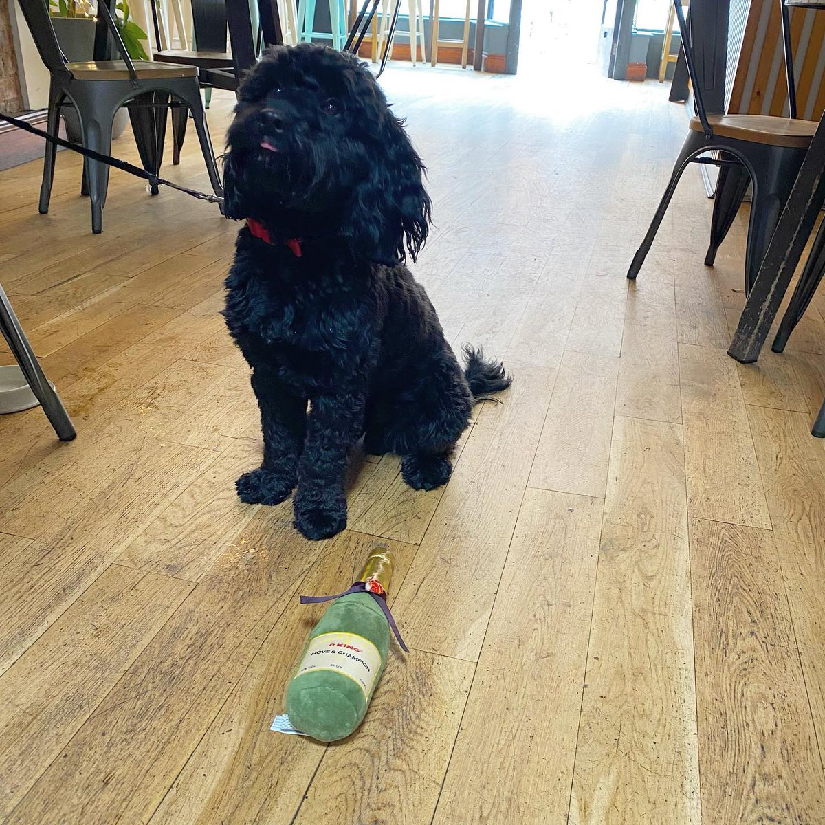 🐶 On #InternationalDogDay, we thought we'd shout about some dog-friendly venues in Darlington town centre

🐕 From Hash and Hatch to ORB and The Juniper Tree, well-behaved four-legged friends are welcome among many establishments

Details ➡️ enjoydarlington.co.uk/news/dog-frien… | #LoveDarlo
