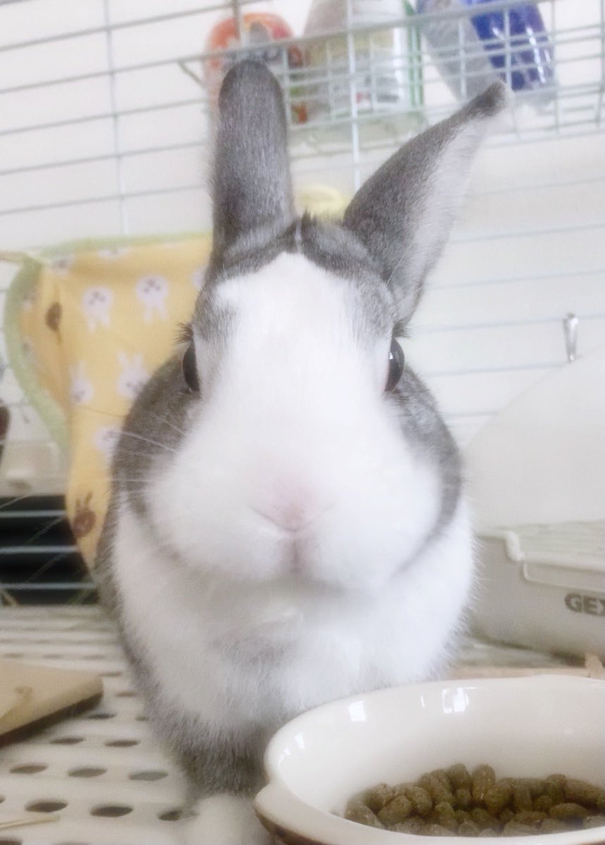 ミニうさぎ🌈モコ&二代目兎⭐️プク tweet media