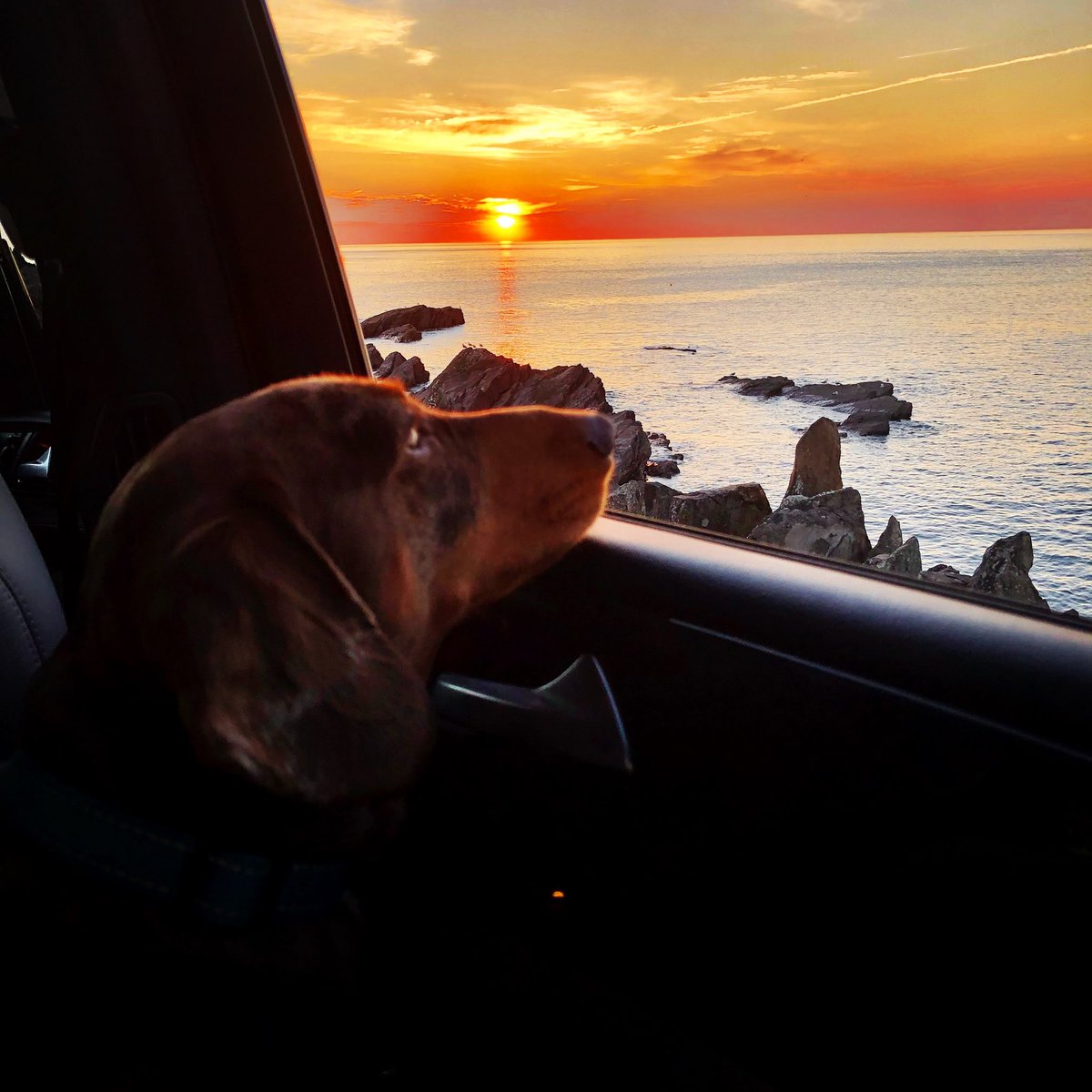 supercarsfordad's tweet photo. Celebrating International Dogs Day with our not-so-little sausage.
#supercarsfordad #supercar #supersuv #internationaldogday #dog #sausagedog #dachshund #miniaturedachshund #mercedes #mercedesbenz #mercedesamg #ml63 #ml63amg #amg #sun #sunset #beach #sea #ocean #surf #surfing https://t.co/jNaWwVsUZC