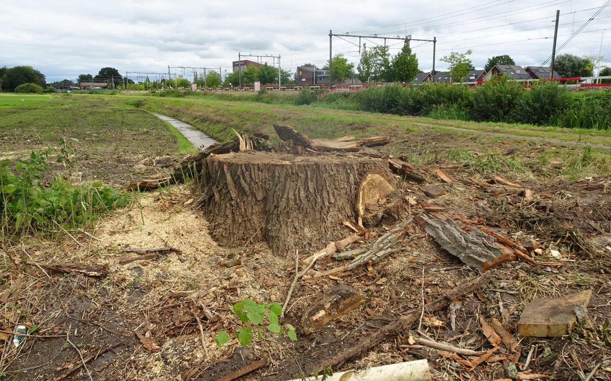 BomenAchterhoek's tweet photo. Deze 80-jarige populier ('Mooiste boom van Hoogeveen') "stond verruimd spoortracé in de weg". https://t.co/5fT8IGKPvW‘Mooiste-boom-van-Hoogeveen’-ligt-een-halfjaar-na-de-verkiezing-in-mootjes.-‘Een-echte-veteraan-die-aan-het-aftakelen-was’-27006921.html #ecodice van @prorail https://t.co/QvbLbolLnW