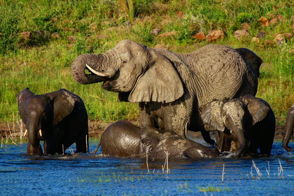 &amp;#8216;Slow-Lane Safaris&amp;#8217; in KwaZulu-Natal At Nambiti Plains Private Game Lodge exclusivegetaways.co.za/2021/06/10/slo…