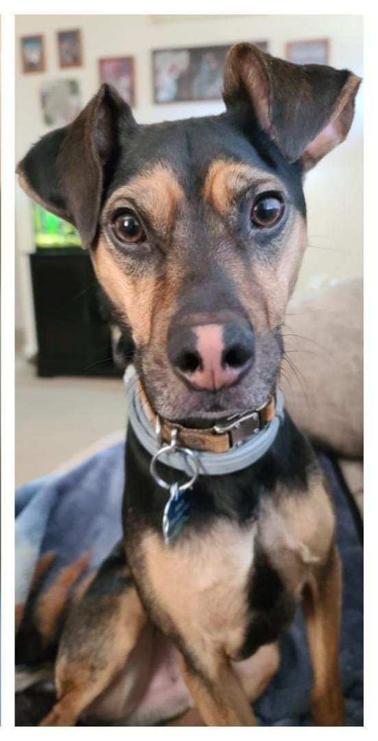 #NationalDogDay #gooddaydc 
Max is a three-year-old terrier mix.
❤