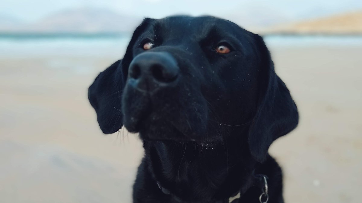 dulib's tweet photo. First up is Inca, the mischievous Black Lab. She likes nothing more than plunging into the North Sea and bravely rescuing a tennis ball. More zest than a lemon. Favourite book is 'Labrador' by @benfogle (sheβs researching her family history).
#LibraryDogs #DULib https://t.co/bAINygUUlk