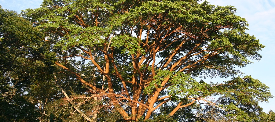 School of GeoSciences @ University of Edinburgh (@geosciencesed) on Twitter photo 🌲 Scientists studying tropical forests in Africa’s mountains were surprised to uncover how much carbon they store, and how fast some of these forests are being cleared.
✍️ Published in <a href="/Nature/">nature</a>. Co-authors: <a href="/EdMitchard/">Ed Mitchard 🛰️</a> <a href="/wheeler_char/">Charlotte Wheeler</a>
📸 <a href="/EdMitchard/">Ed Mitchard 🛰️</a>
ow.ly/diS750FYsdH 🌲 Scientists studying tropical forests in Africa’s mountains were surprised to uncover how much carbon they store, and how fast some of these forests are being cleared.
✍️ Published in <a href="/Nature/">nature</a>. Co-authors: <a href="/EdMitchard/">Ed Mitchard 🛰️</a> <a href="/wheeler_char/">Charlotte Wheeler</a>
📸 <a href="/EdMitchard/">Ed Mitchard 🛰️</a>
ow.ly/diS750FYsdH